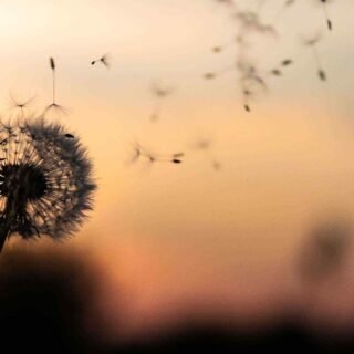 https://bfk-conseil.com/wp-content/uploads/2018/09/post_02-320x320.jpg